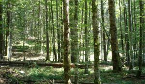 Wald 4.0, Innovationen, Forst, Wald, Umwelt